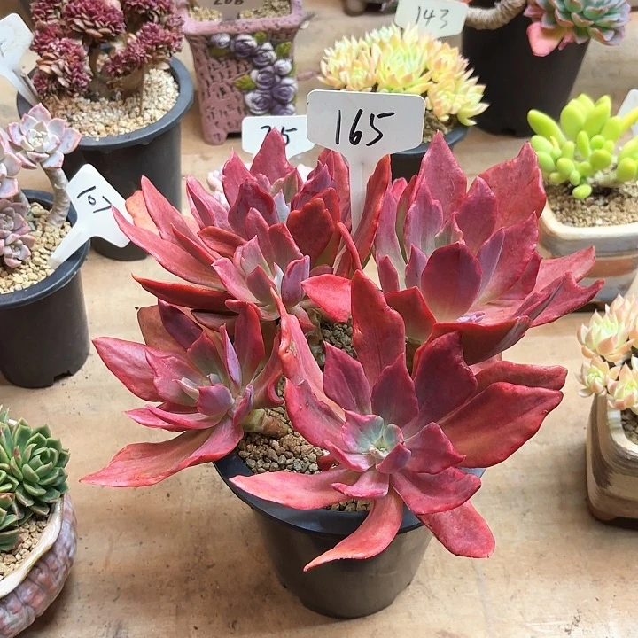 多肉植物，钻石景165号