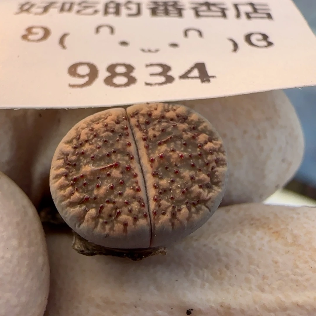 9834。不大。血点。。。。。。。