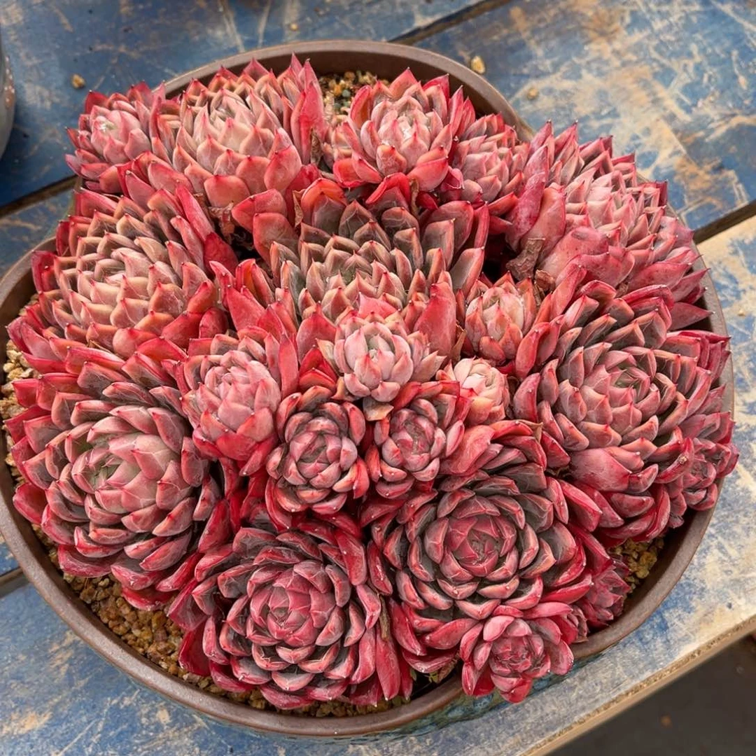 多肉植物多肉植物