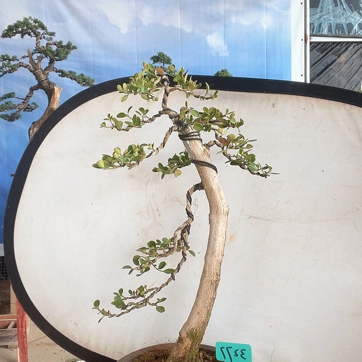 瓜子黄杨盆景老桩