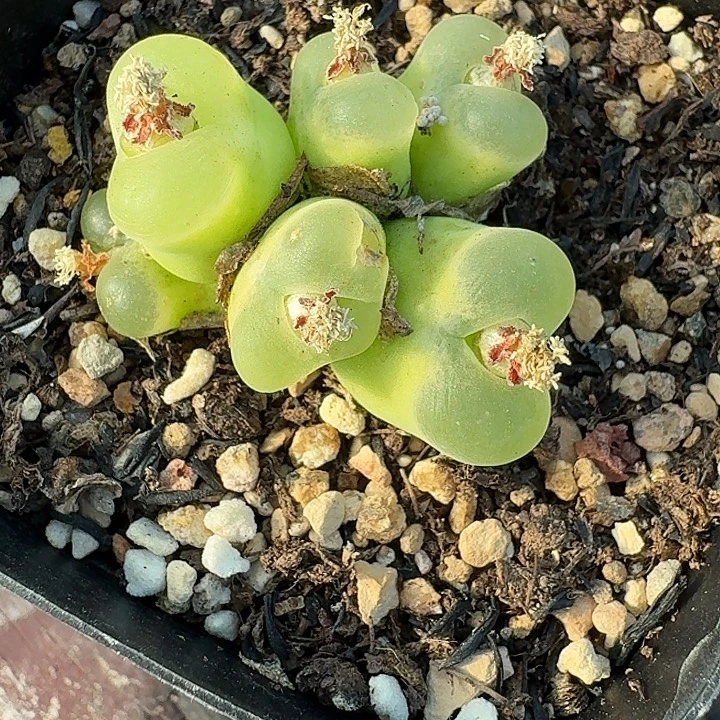老马生石花o泡457