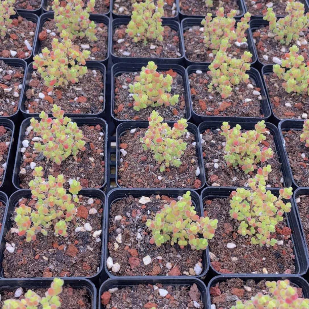 量拍58号 糖果色蜜橘枝干小树造型老桩群一个