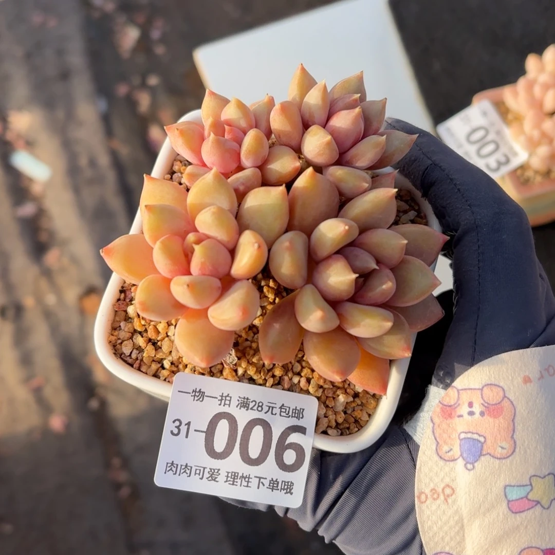 红象牙无盆土发货无盆
