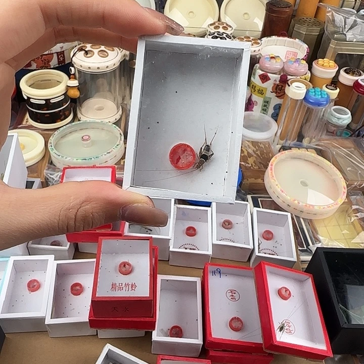 蟋蟀水墨仙子一只