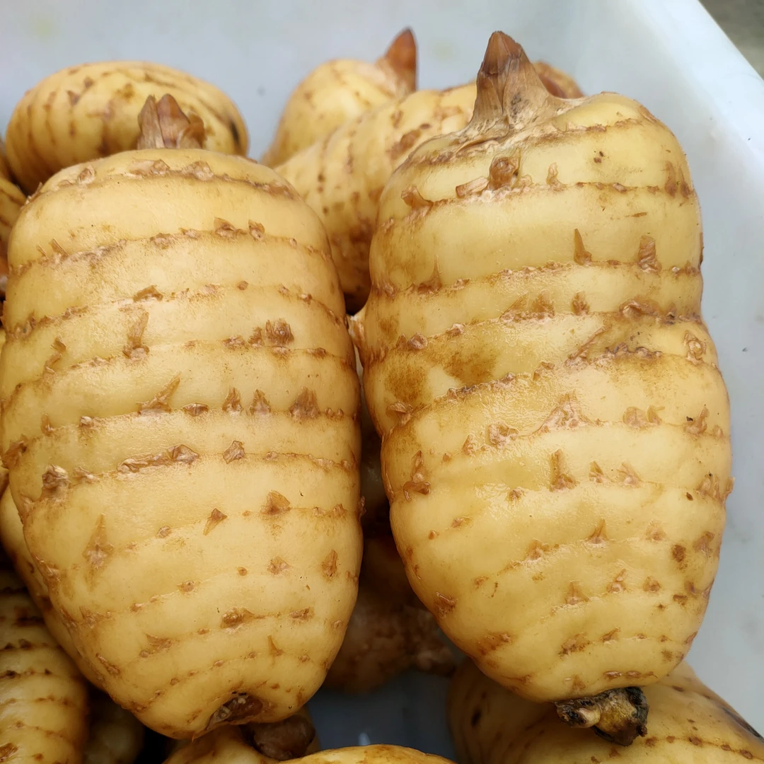 【鲜天麻】滋补正品