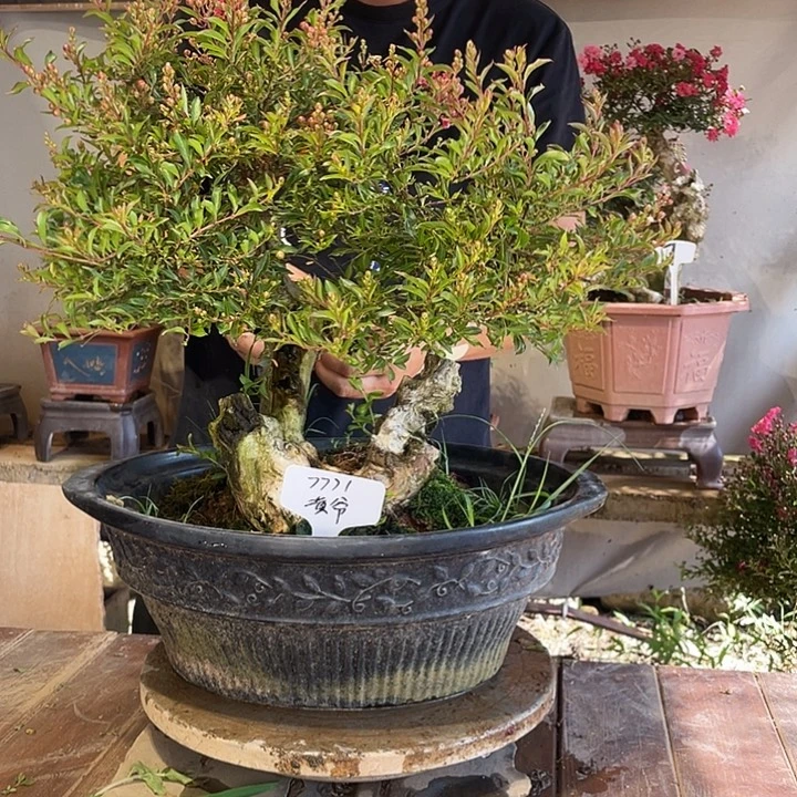 少量花朵（建议范围：2朵-5朵 或40%以下）