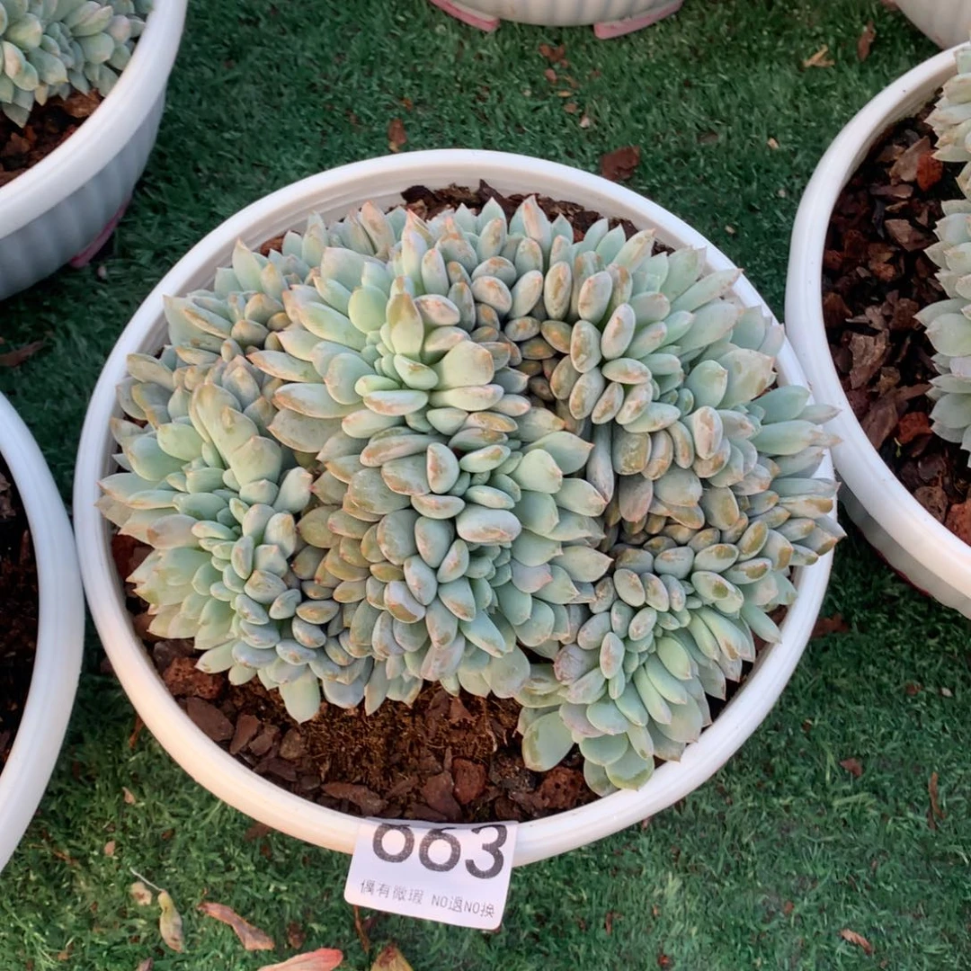 663星影缀化多肉植物