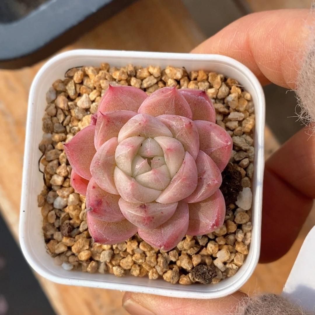 精品多肉一物一拍158