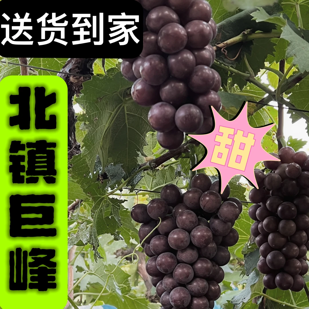 刚下树产地直发北镇巨峰葡萄鲜嫩多汁皮薄包邮到家~ 介意掉粒勿拍
