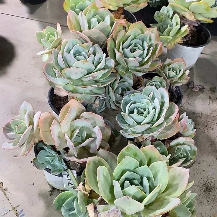 x***n272白凤7颗多肉植物