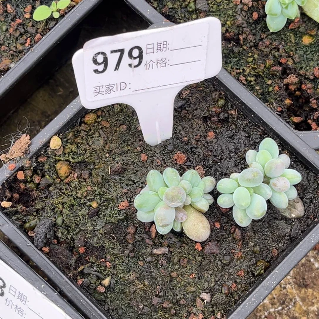眠***冬胖体烟花多肉植物979
