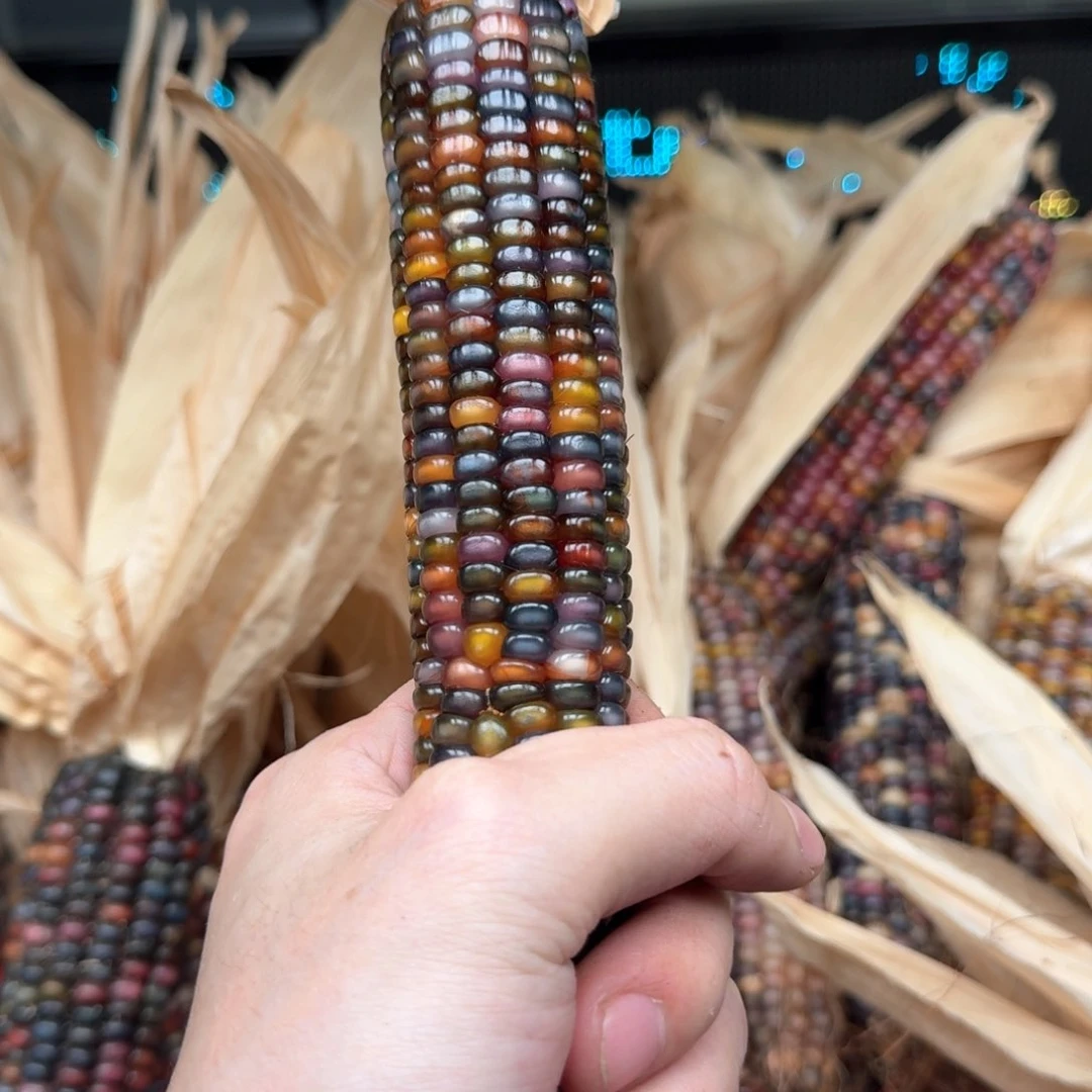 柏香籽/百香籽吊坠李*