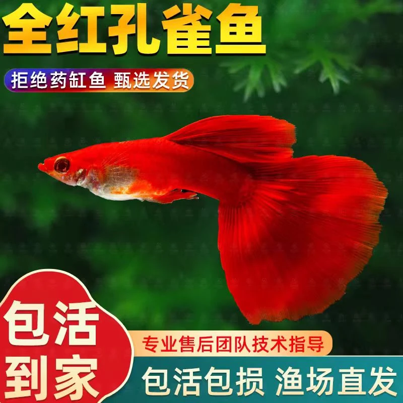 精品美国全红孔雀鱼活鱼热带鱼苗观赏鱼小型凤尾鱼大尾巴好养耐活