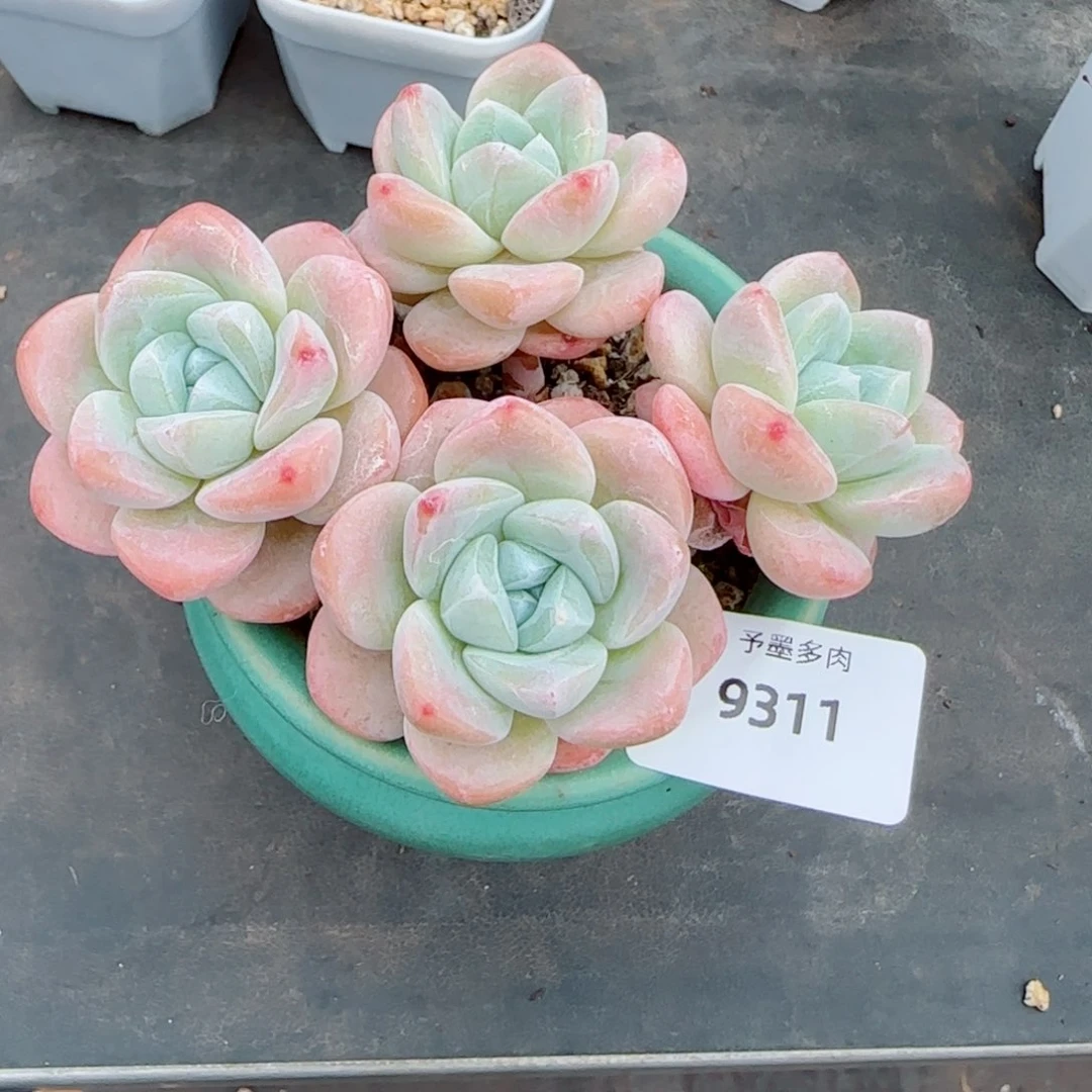 长杆冰玉，9311多肉植物