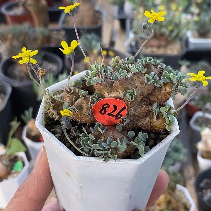 826格加厚敦菊一一一一