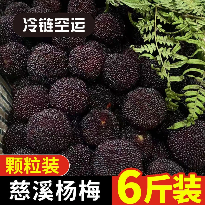 （顺丰/京东次日达）慈溪杨梅4-5.5kg爆汁荸荠种黑炭杨梅新鲜采摘现摘现发空运冷链尝鲜颗慈溪余姚杨梅浙江省