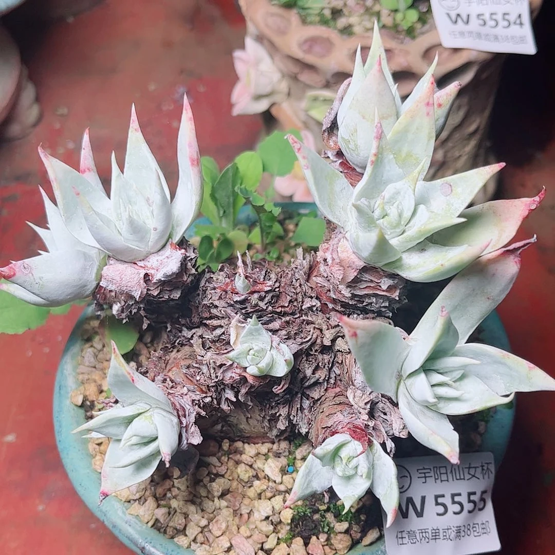 5555白衣圣徒苹果叶多肉