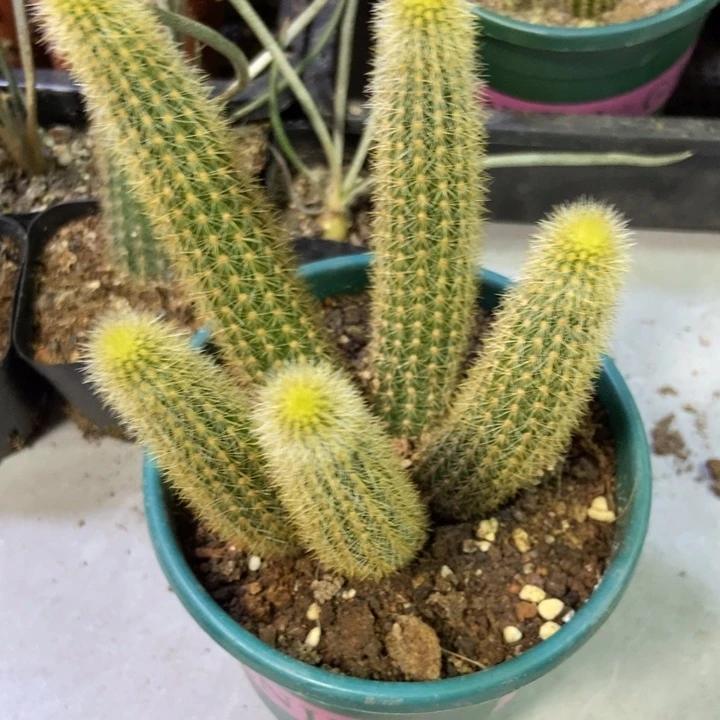 用***7仙人球莫拉群生一物一拍带盆土