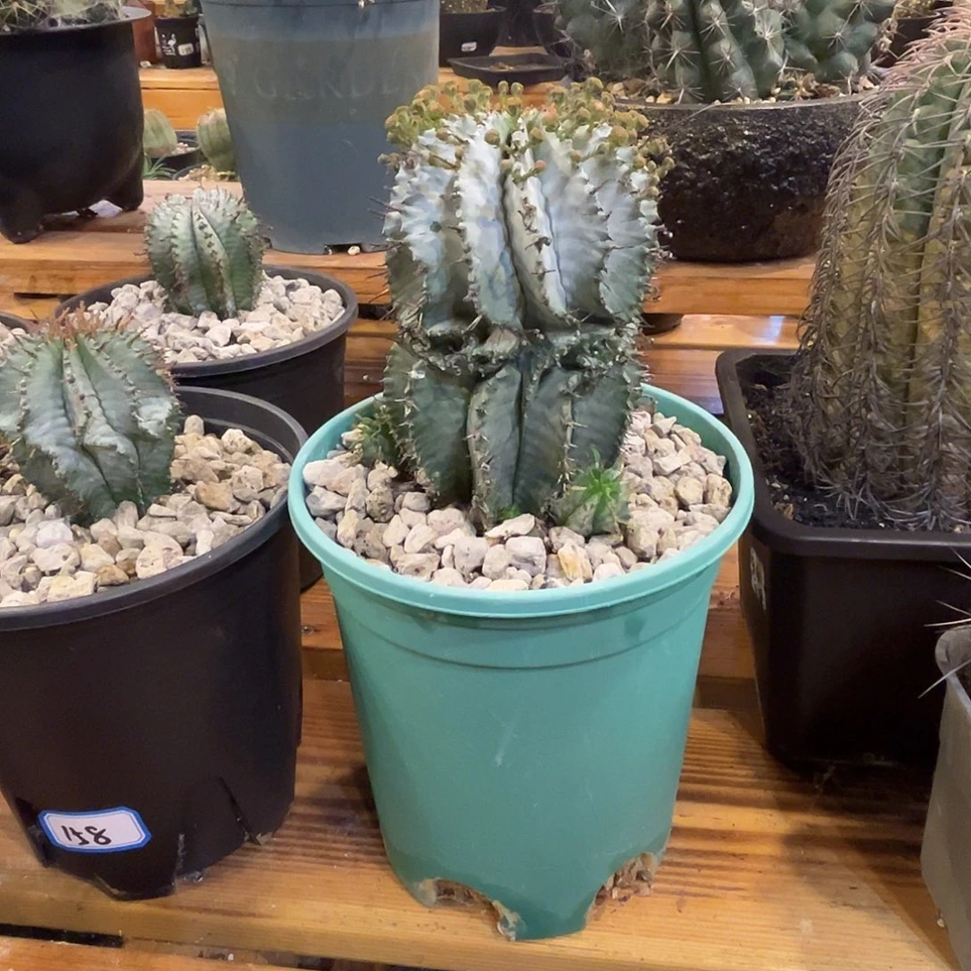 汤圆植物浓白魁伟玉