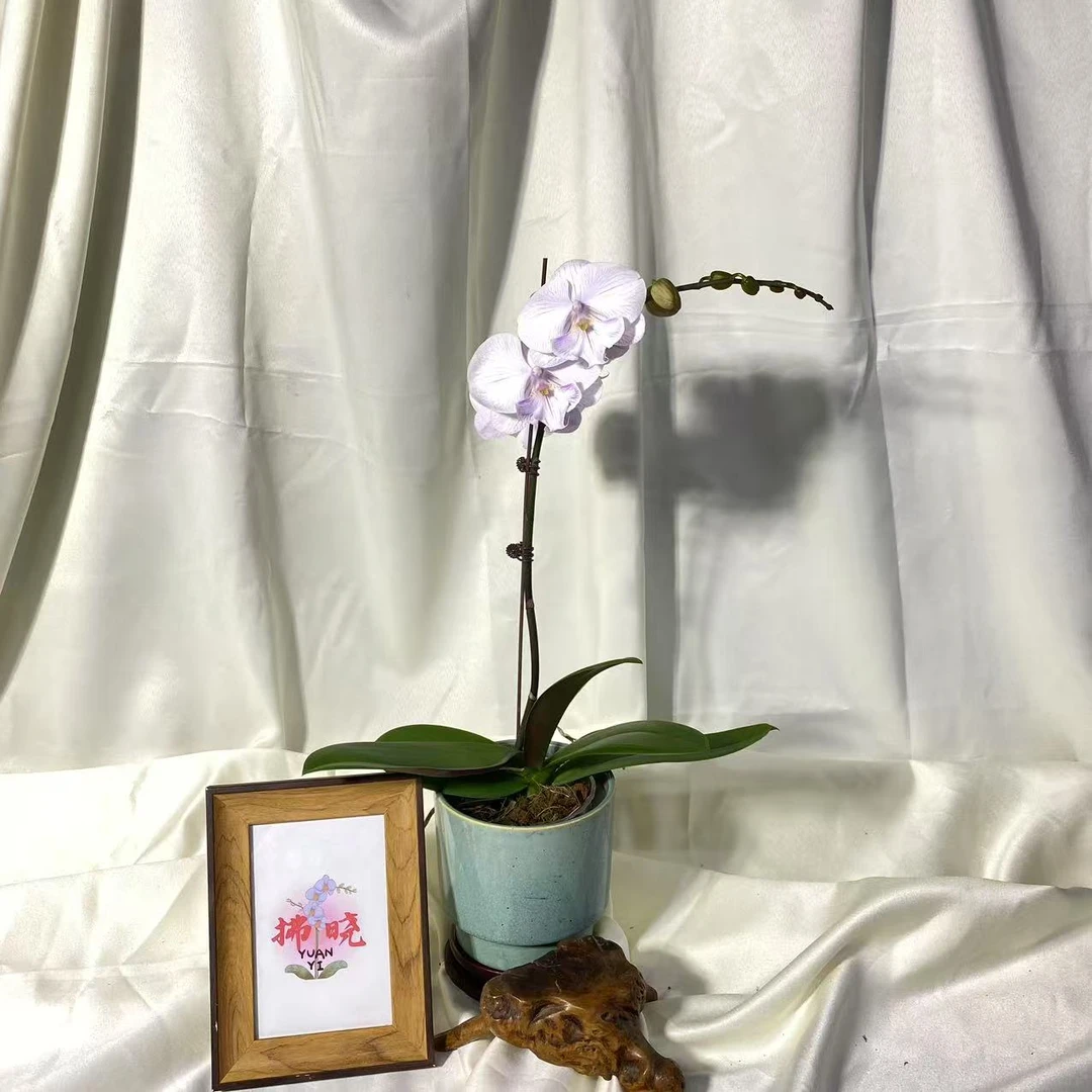 拂晓蝴蝶兰（曼塔安文带花带花苞）开花珠发货