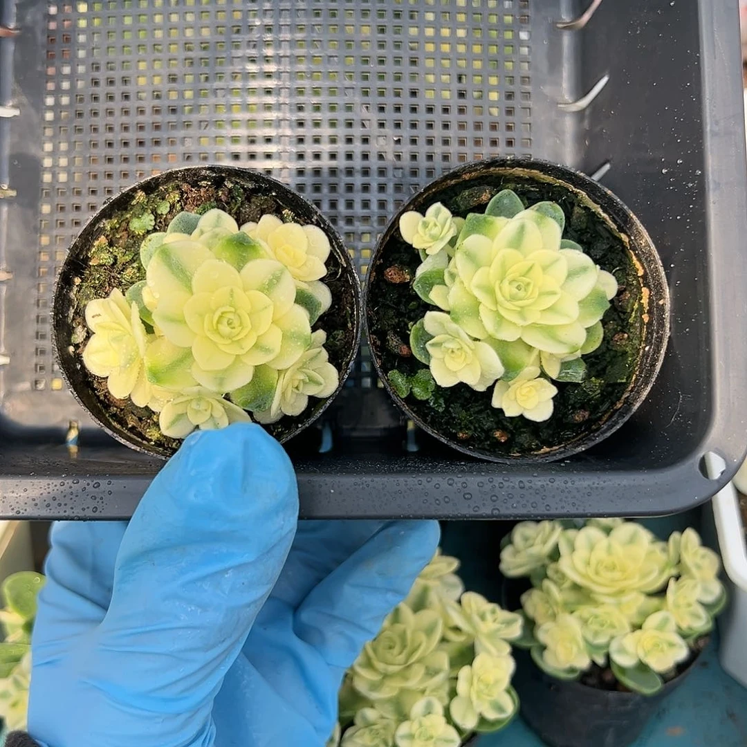 猫眼玫瑰覆轮锦两颗