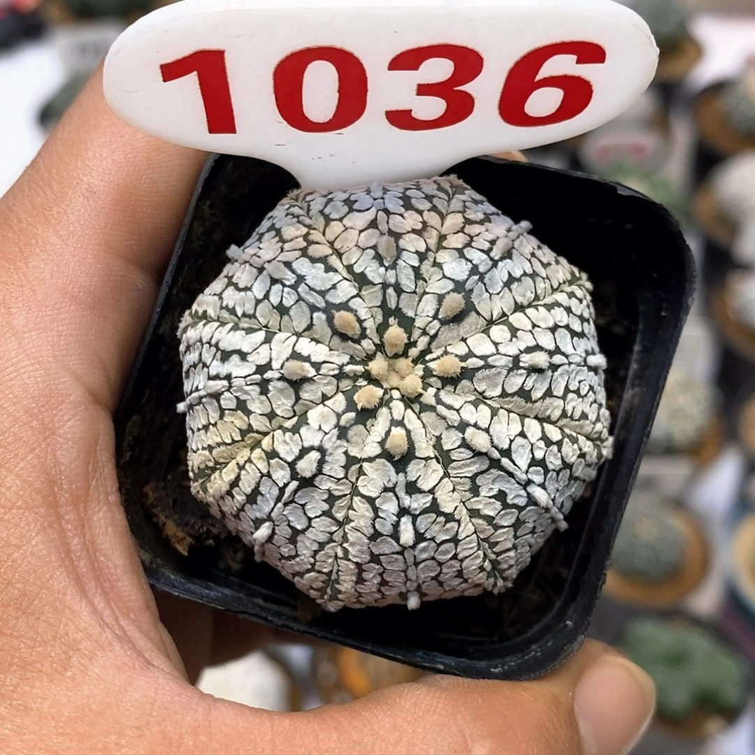 1036福利特价来了哦耶
