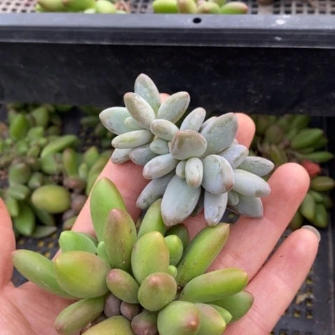 无花朵芬*1420号一物一拍芒果