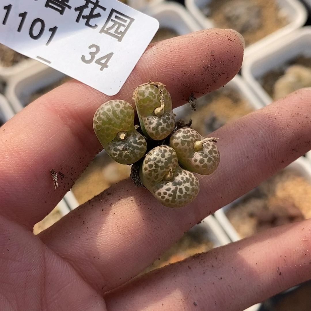 杜*果101-34-紫鸟有伤特。