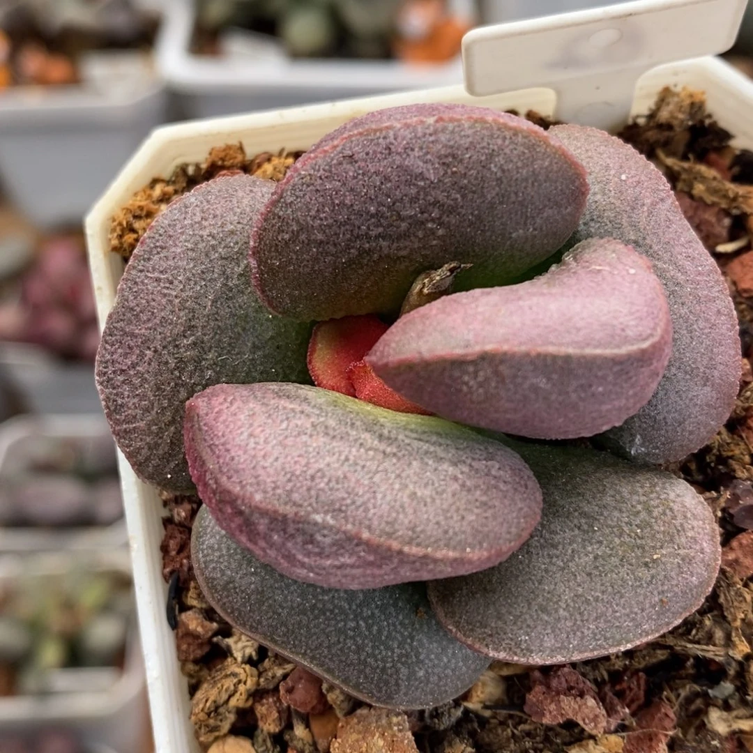 62号实生新品水泡多肉植物