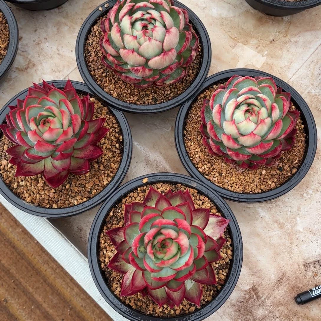 惊鸿仙子 四个一组