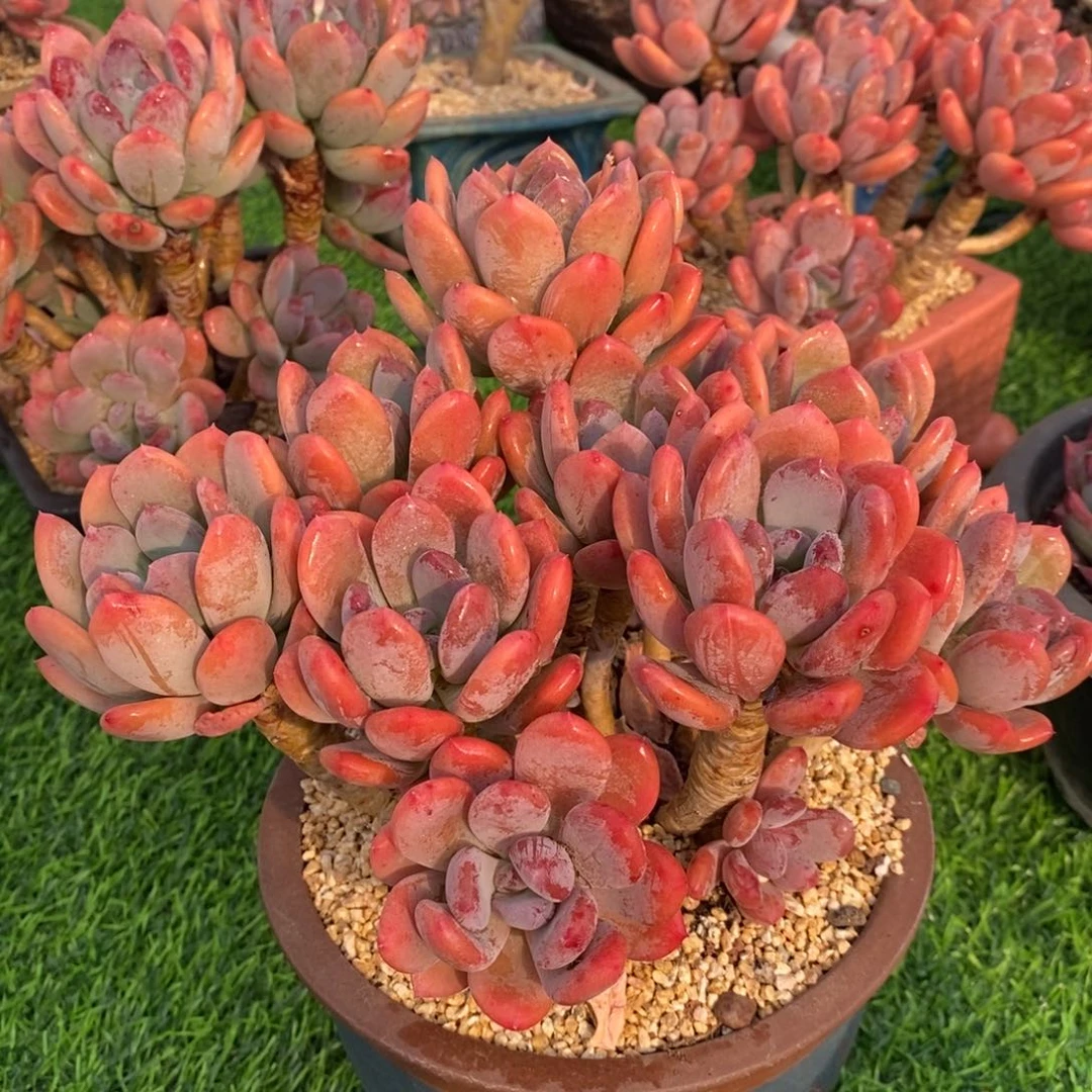 自然群灰姑娘，1234567894