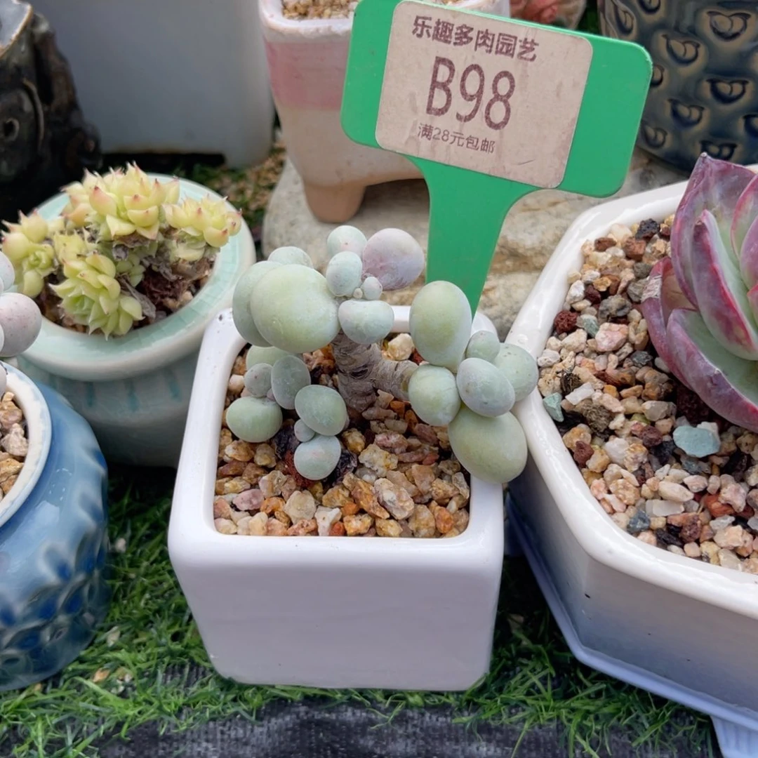 多肉植物一物一拍