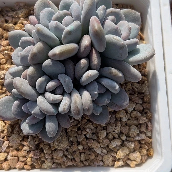 六头米雪11111111