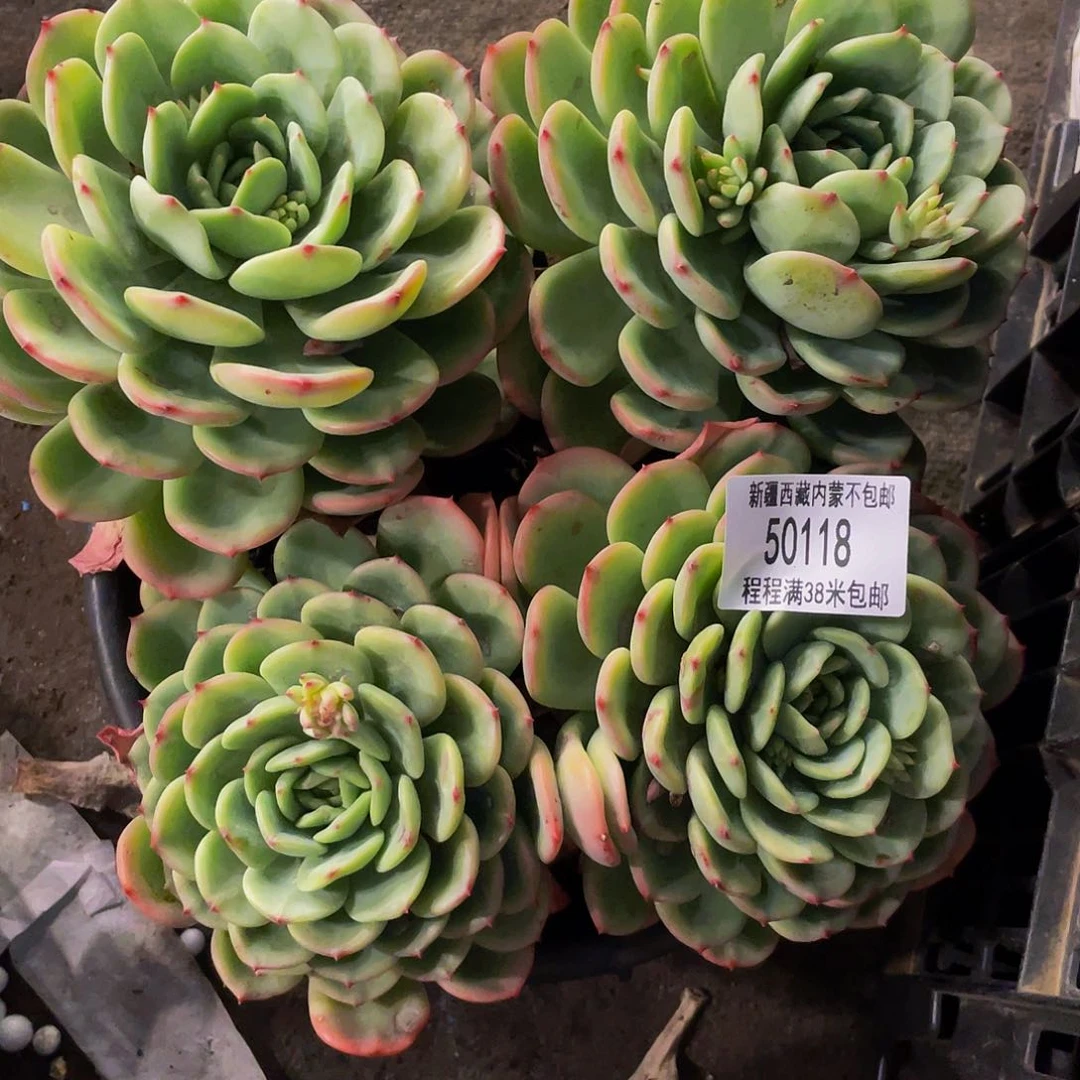 绿*三文鱼50118多肉