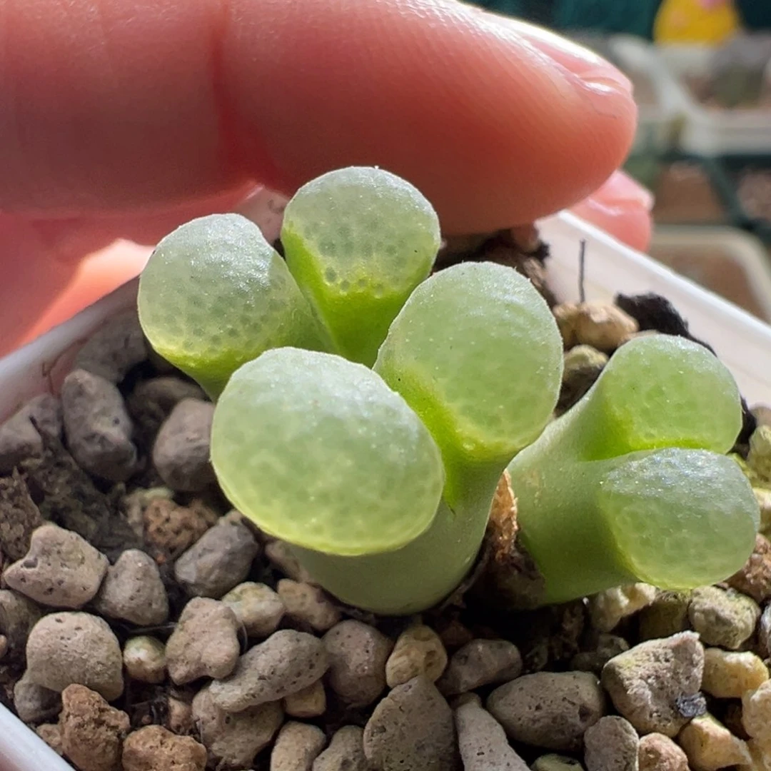 388/编号丢失福利。