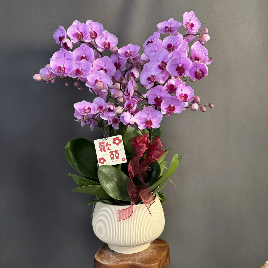 【杨贵妃】欧品 胭脂粉香芋紫色系花花 贵货好养蝴蝶兰鲜花高端花卉