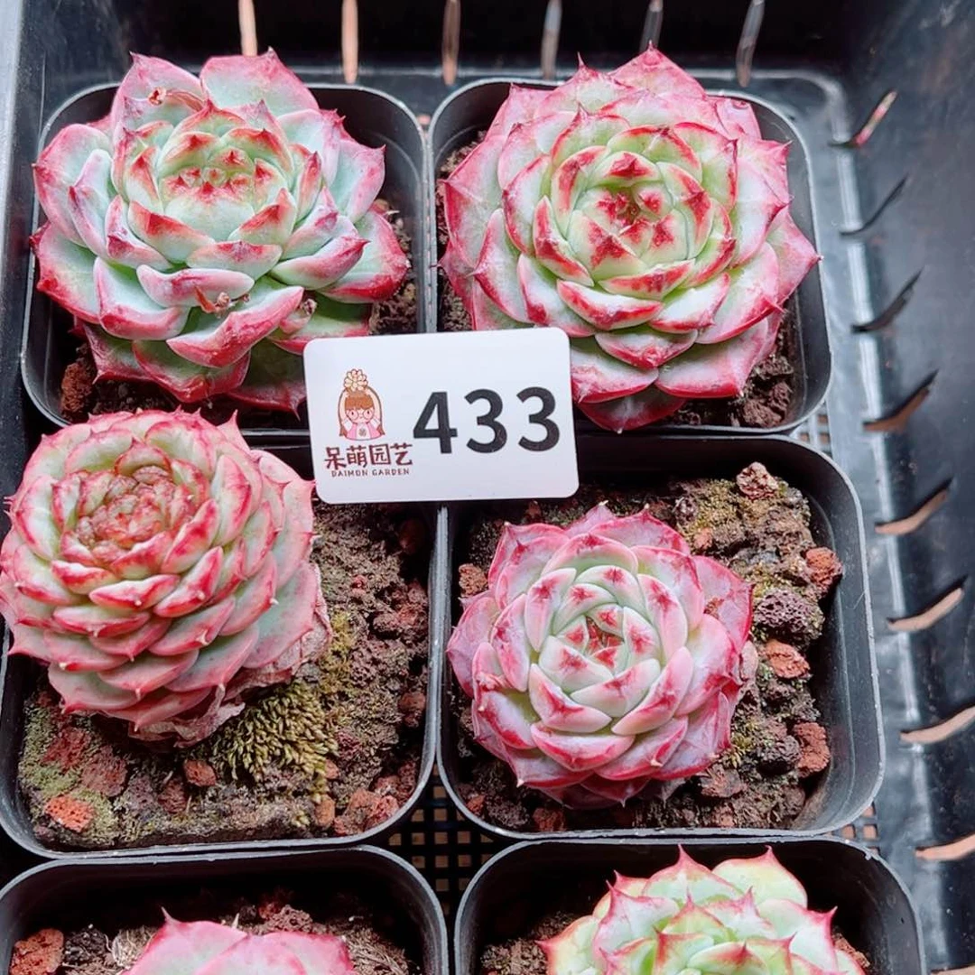 当前无花朵,栽培后可花朵嫣*娆多肉植物多肉植物