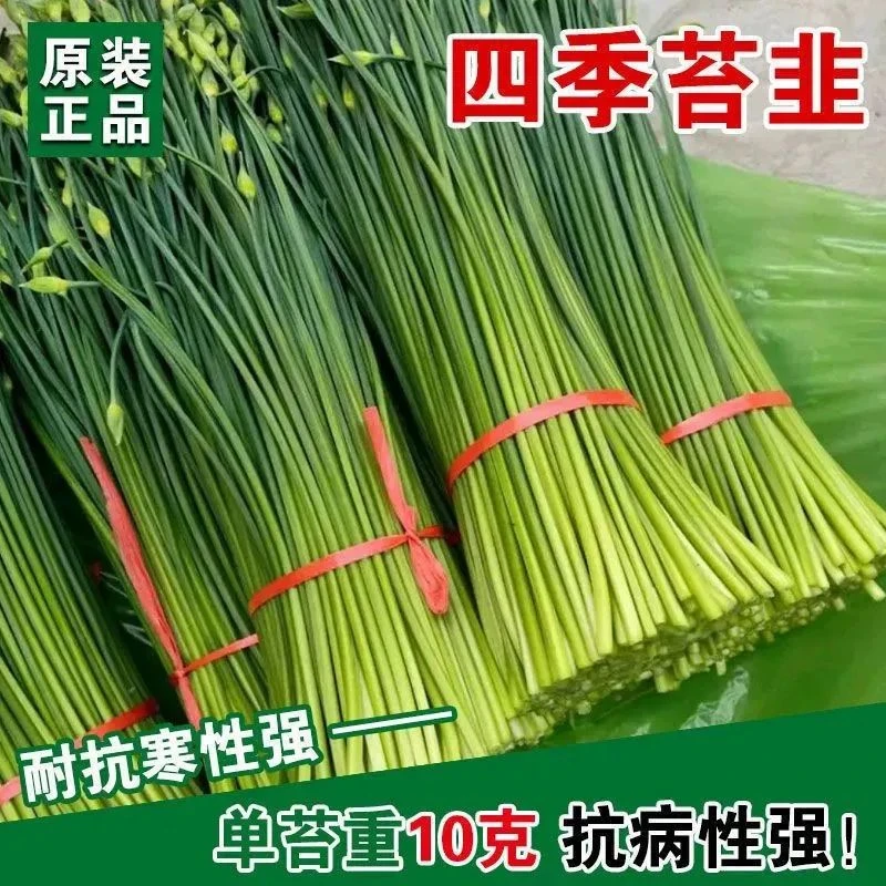 四季苔韭种籽韭苔种子韭菜蔬菜籽种大全春秋四季阳台盆栽蔬菜种孑