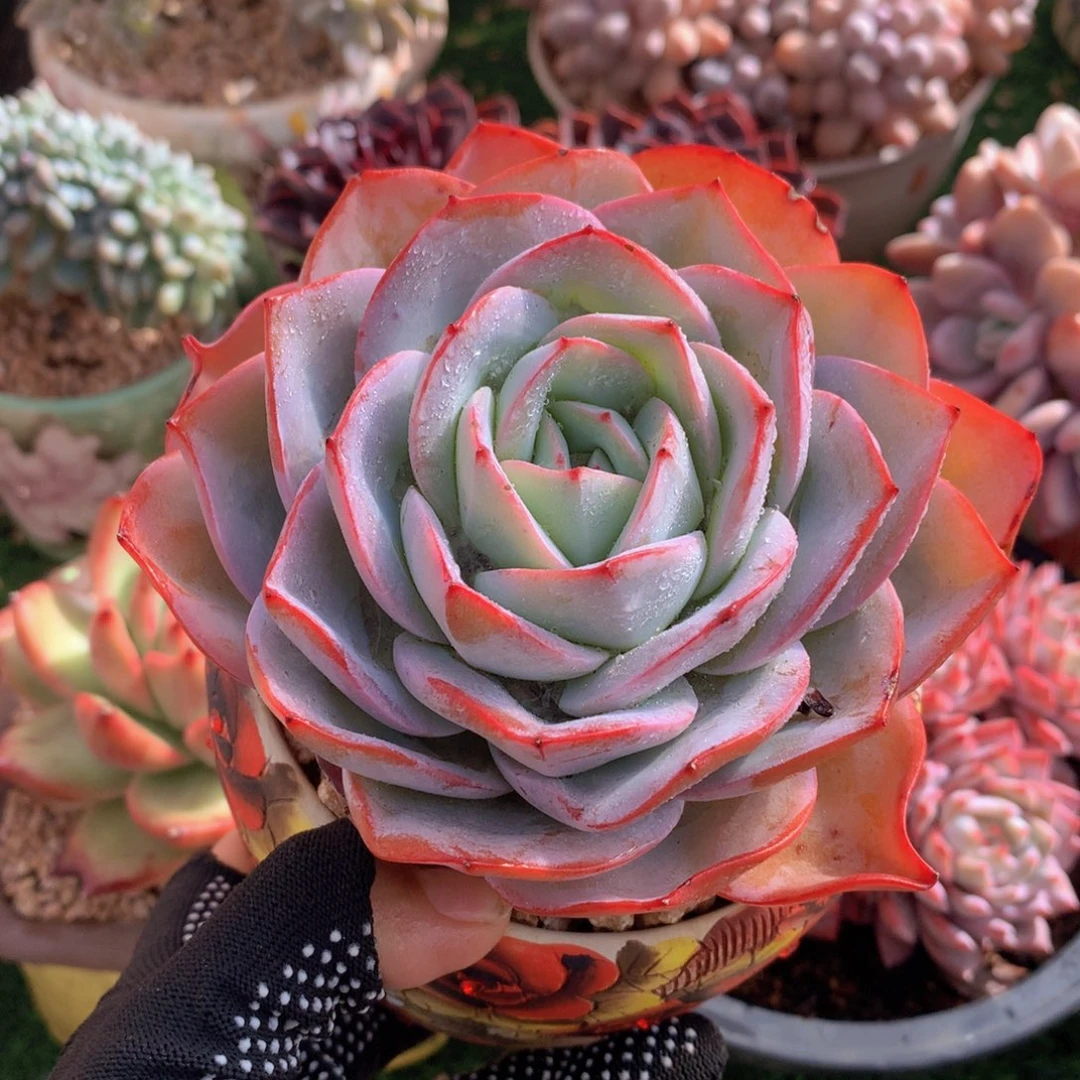 布鲁蓝12 公分一物一拍