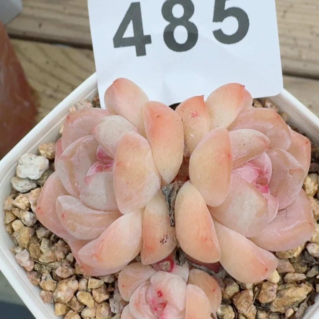 刚毅         精品多肉