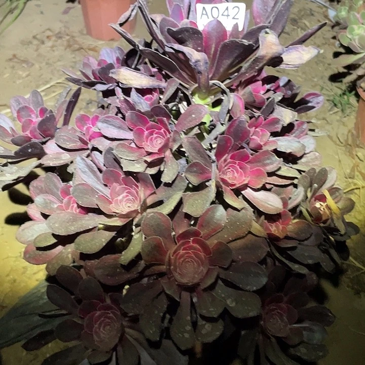 多肉植物法师42箱奶儿