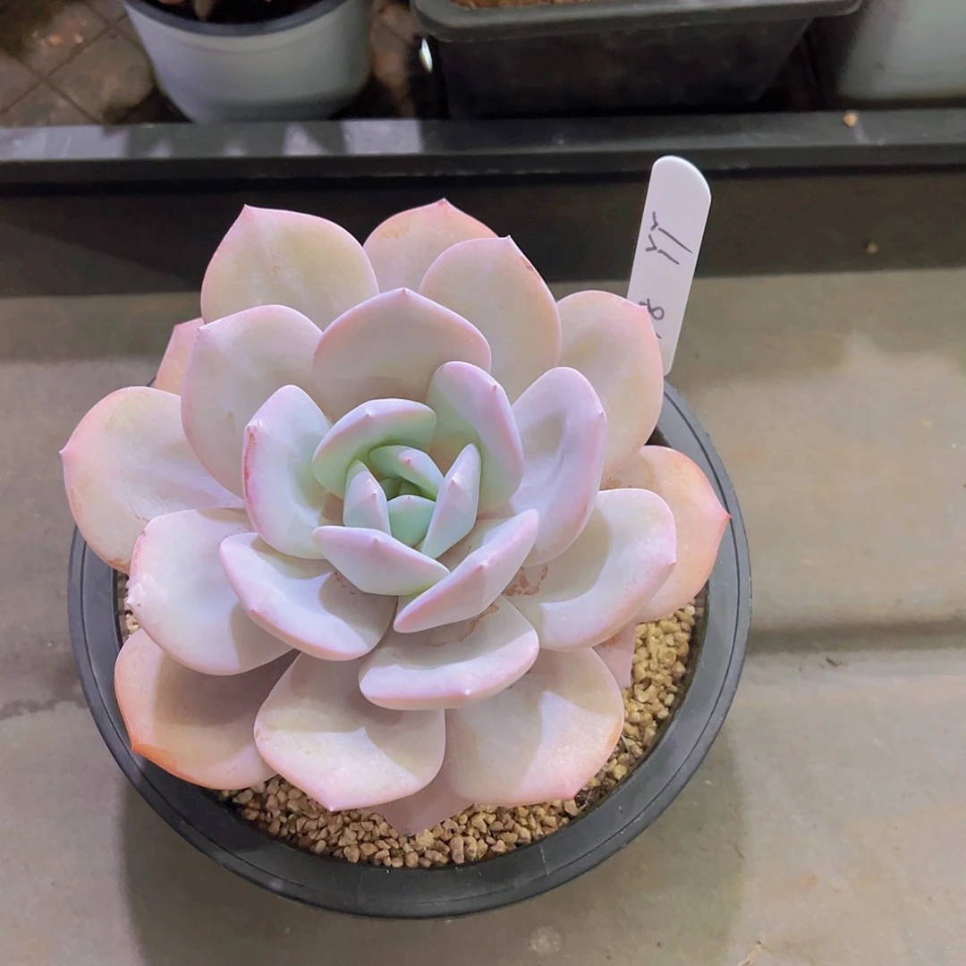丫*奶茶，多肉植物，