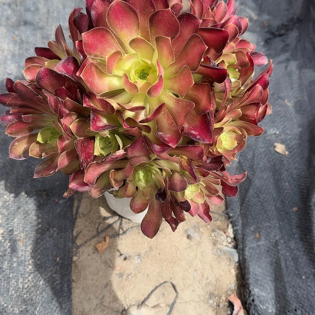 大号韶华法师多肉植物