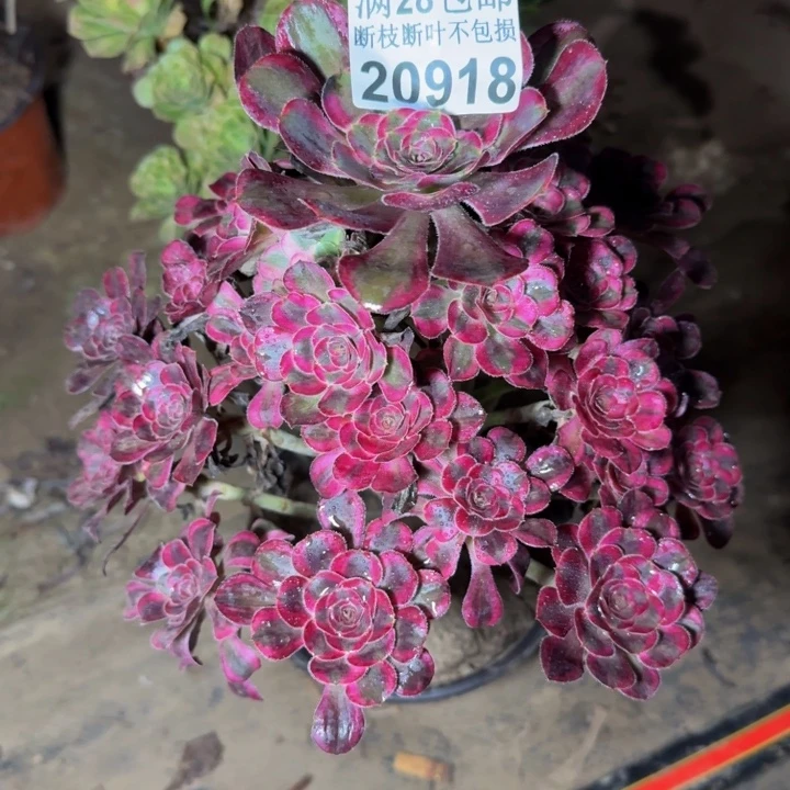20918丽娜多肉植物