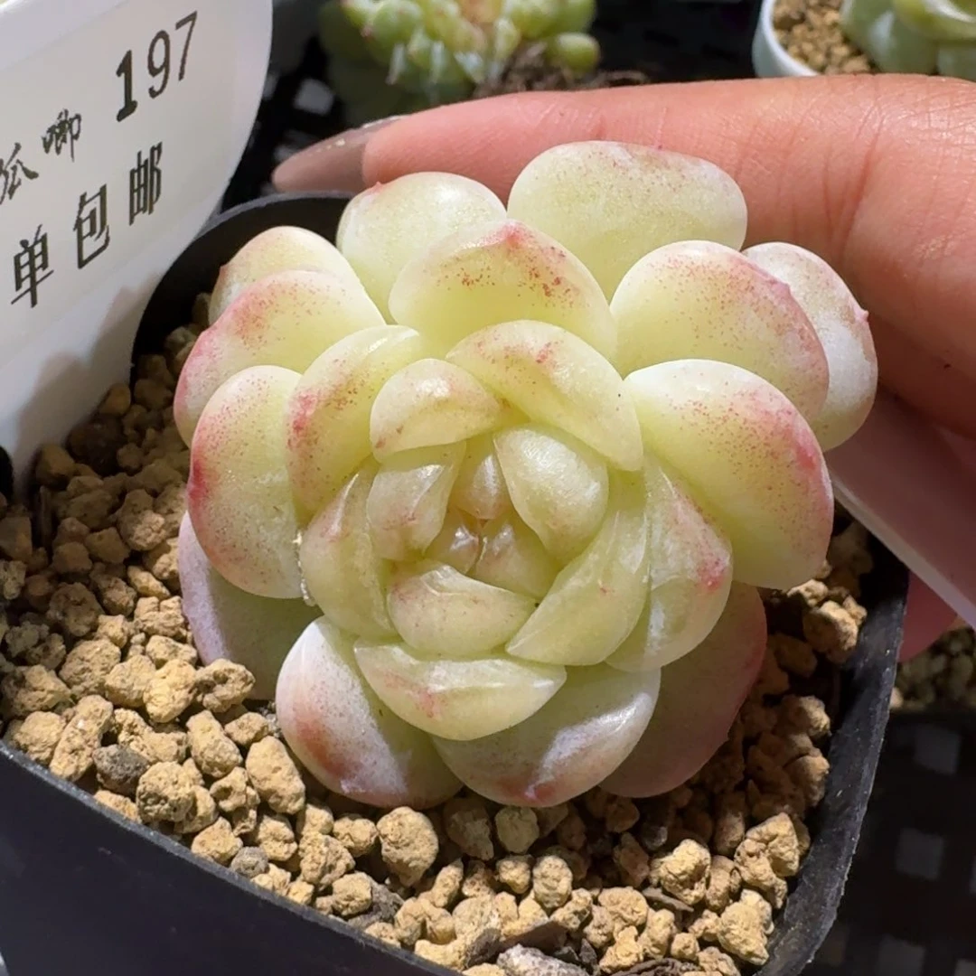 0197-荷包蛋双头一颗