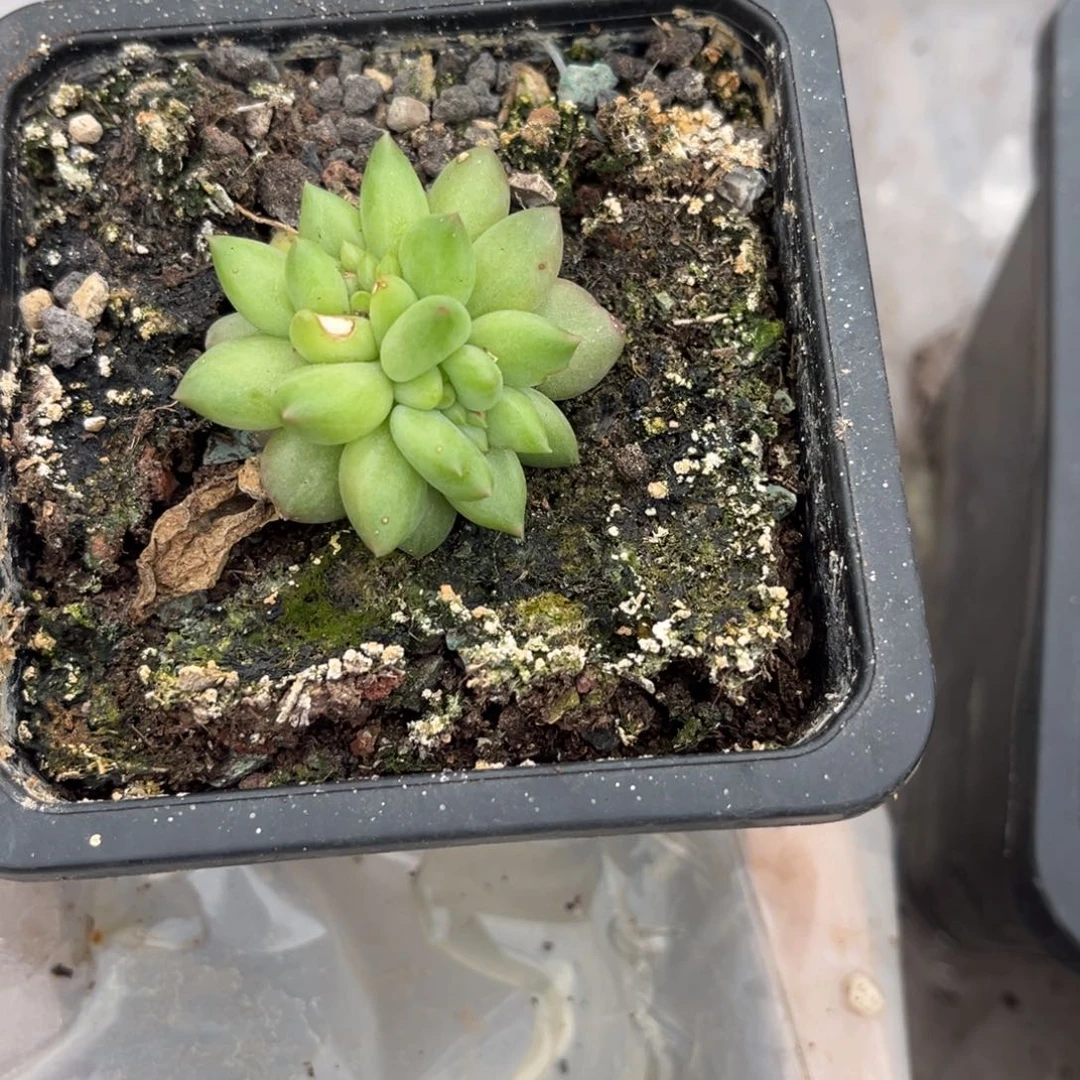 L****多肉植物多肉植物