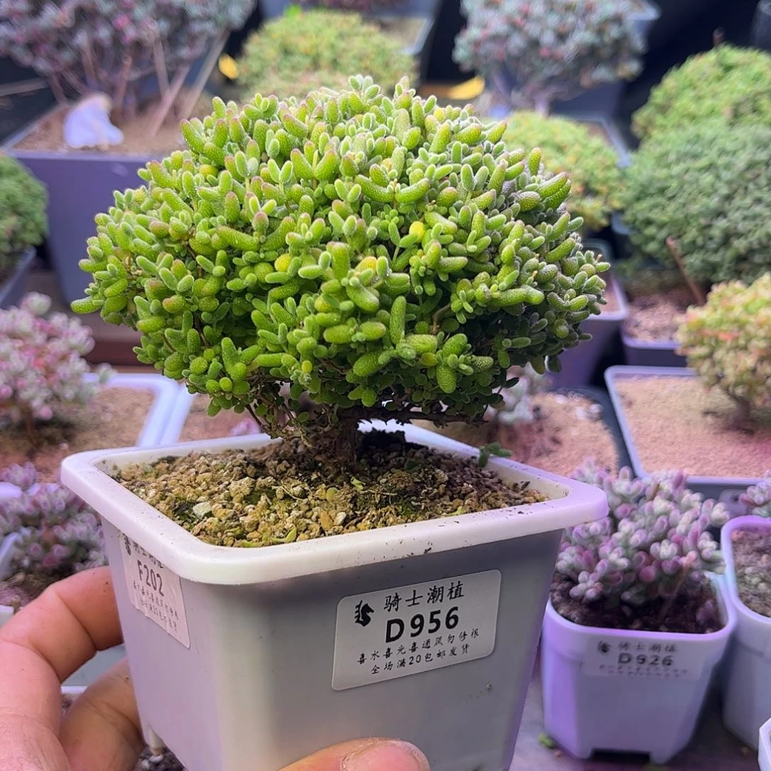 956蜜橘糖球枝干番杏