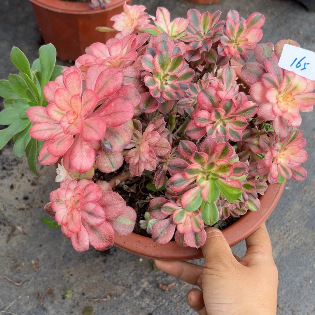 165初恋多肉砍头多肉