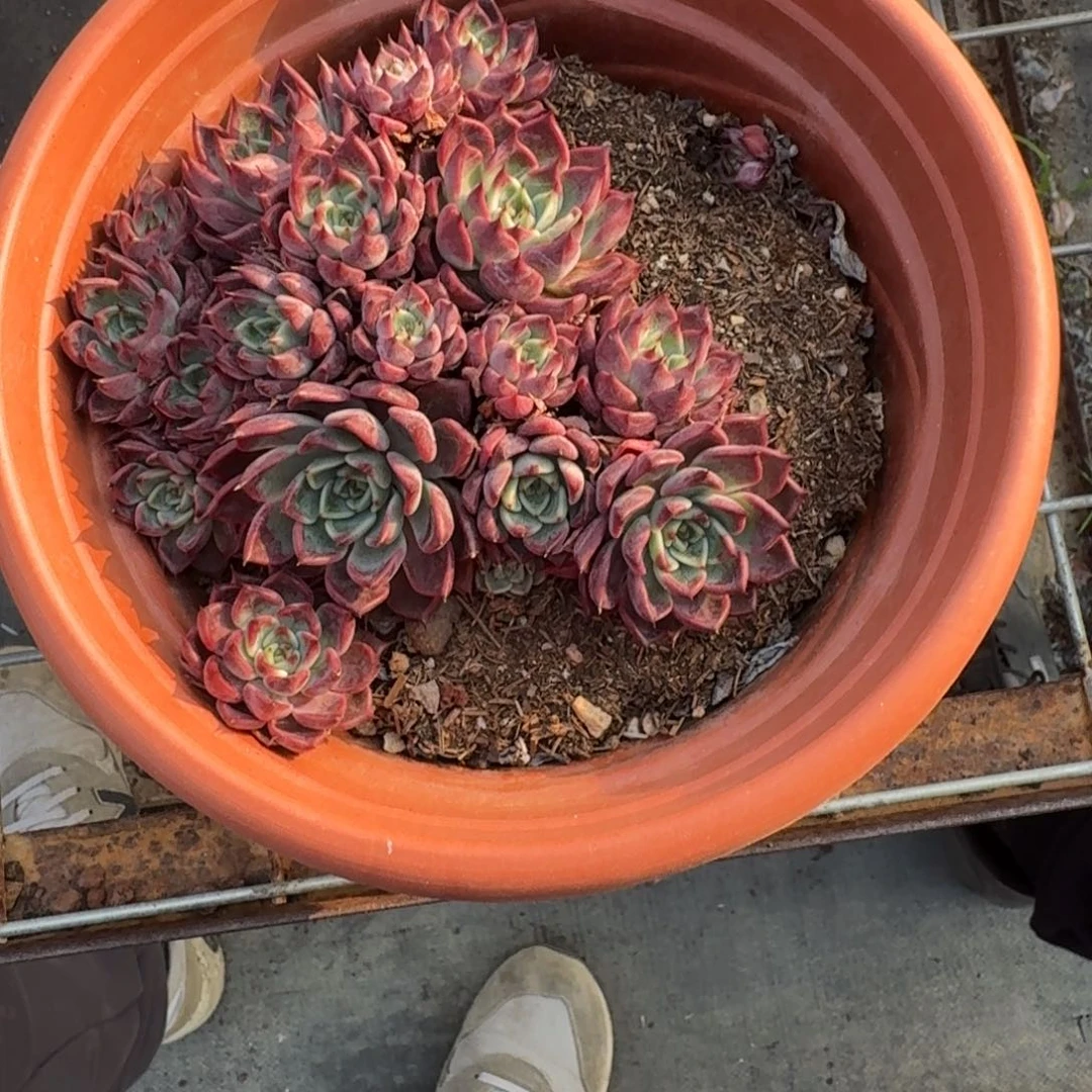 沙罗姬牡丹多肉群