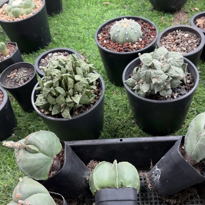 T***g二个实生草球好养皮实